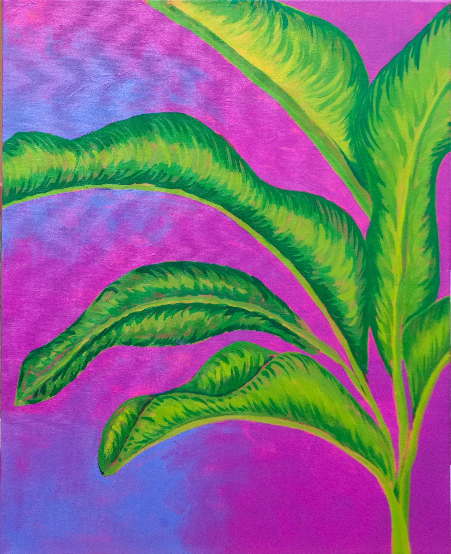 Tropical Daydream (2024)
